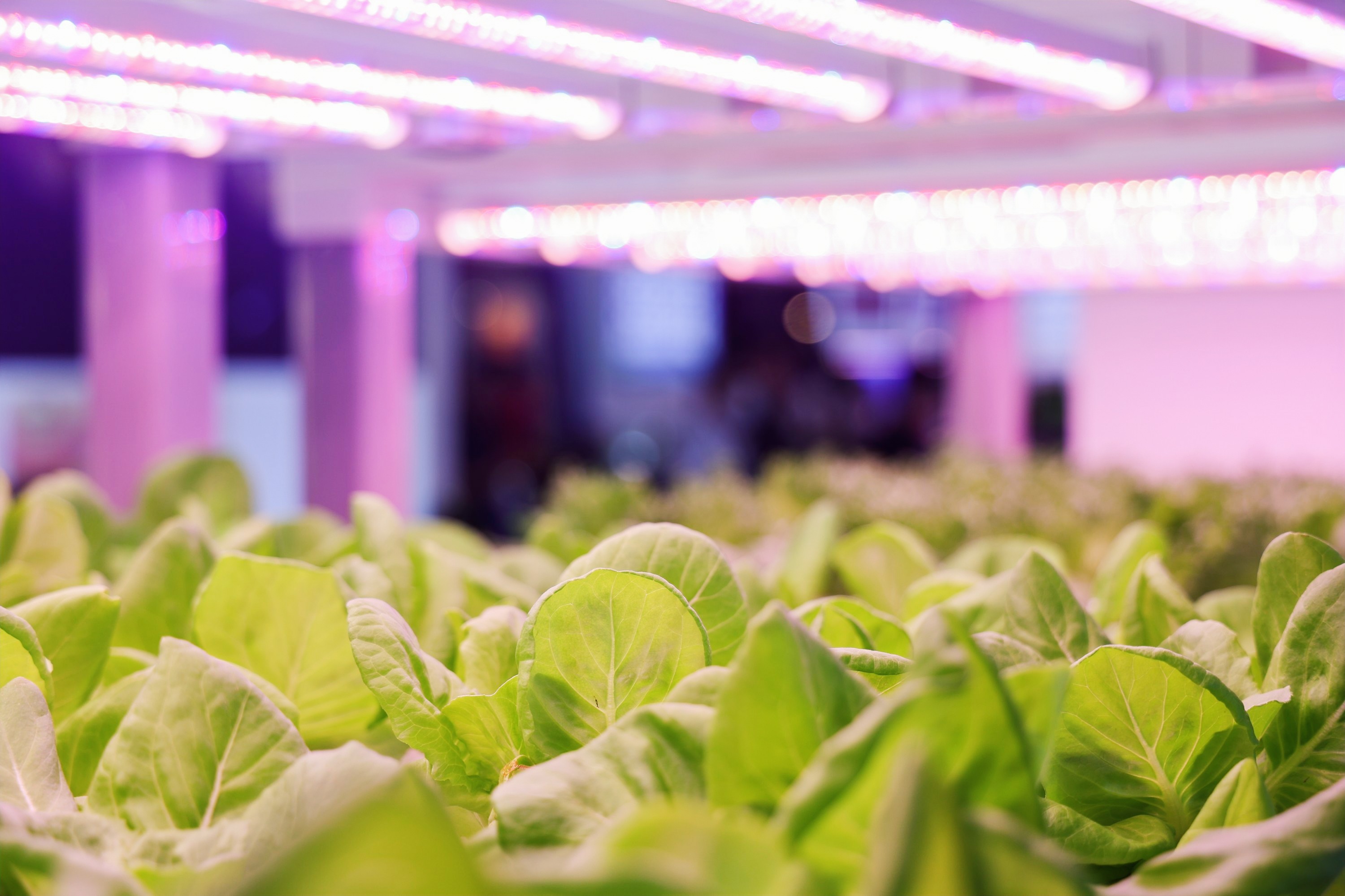 生物光学与智慧农业技术展