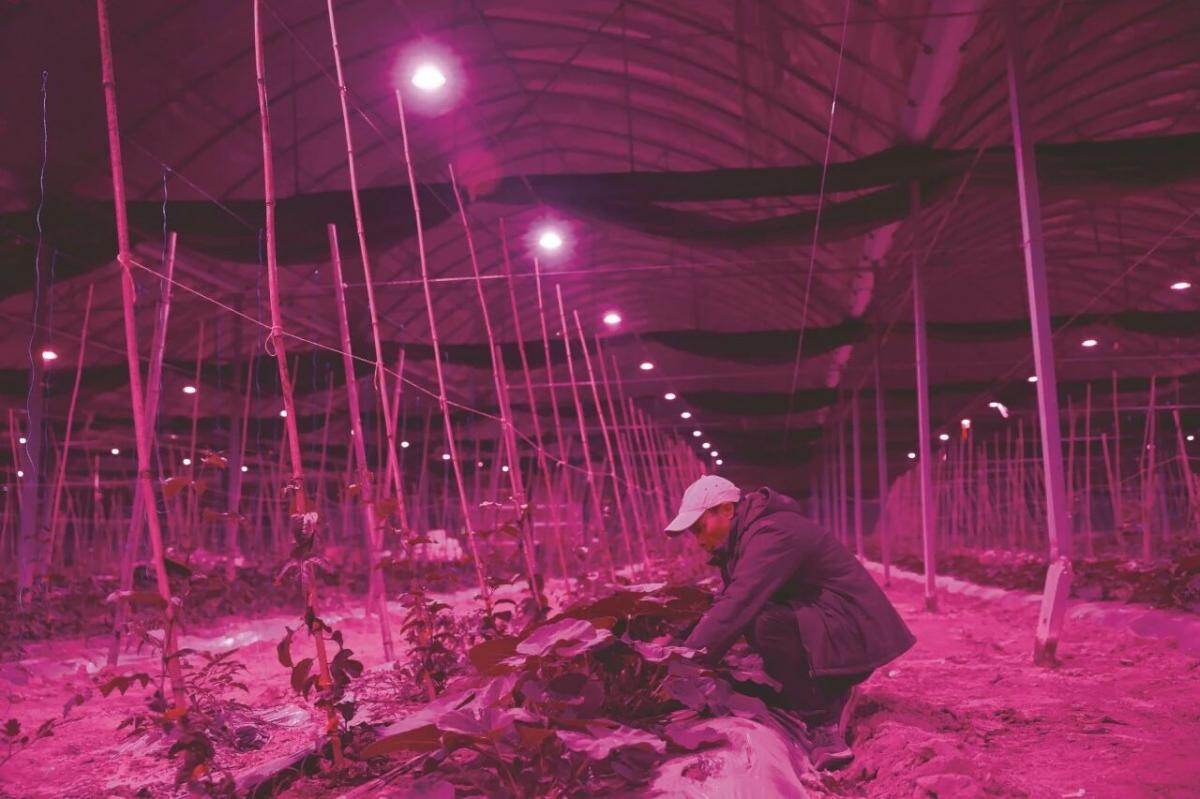 现代农业植物工厂